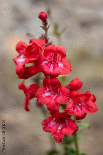 HUANCAVELICA, PERU - JUNE 29, 2022: Beautiful red flowers with out of focus background. They are domesticated house flowers.