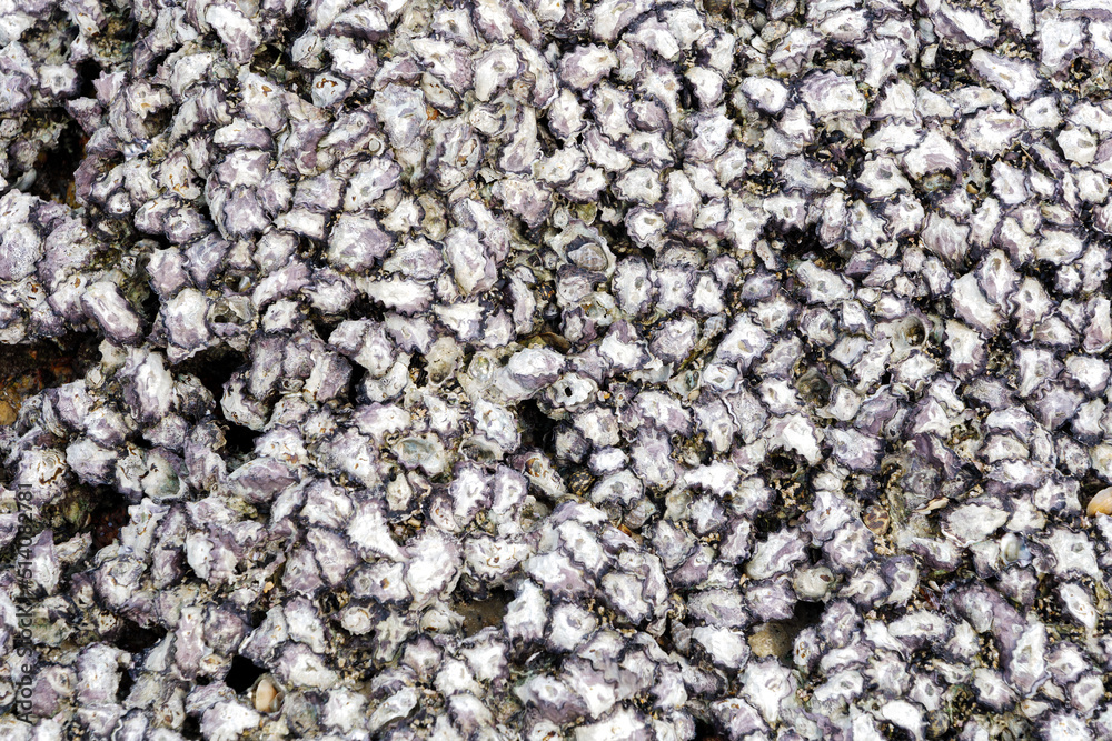 Dense of shell on a beach background. Dense of shell on a beach background.