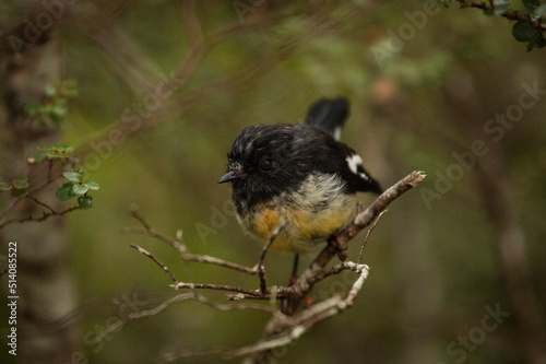 Canvas-taulu Tomtit Bird