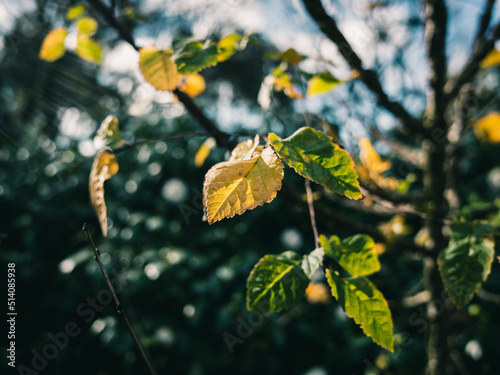 Autumn leaves on a tree