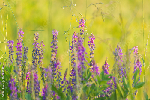 Wild vetch (Vicia sativa) in a field on a sunny day