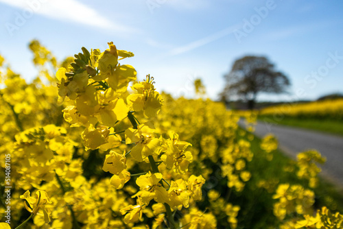Yellow rapeseed field © Misael