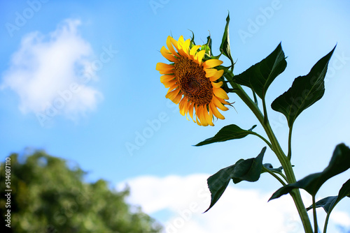 Beautiful sunflower on a sunny day with a natural background. Selective focus. High quality photo photo