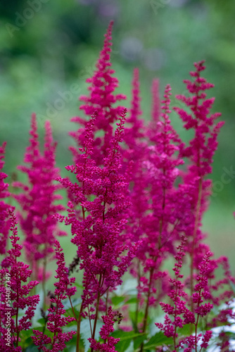 pink or purple flower in the garden