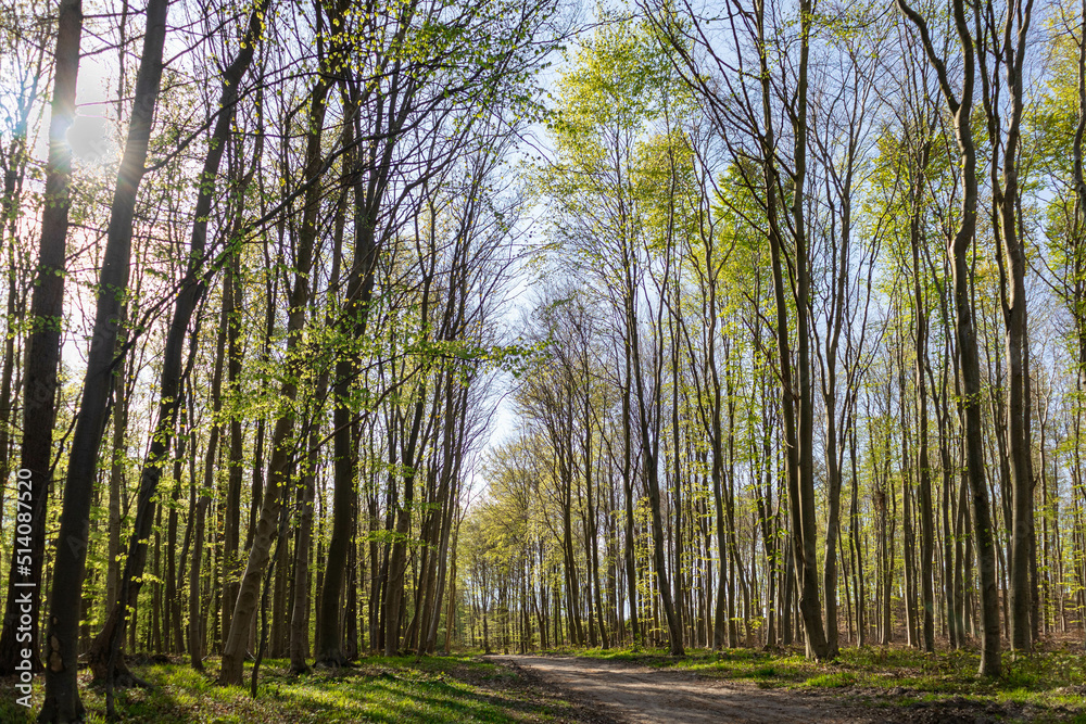 trees in the forest