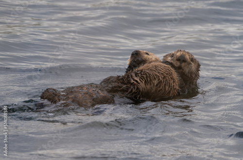 Clam Cove Sea Otters