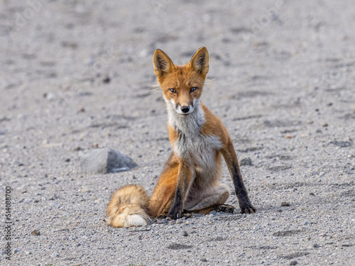 red fox sitting on the beach