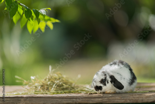 rabbit eating grass with bokeh background, bunny pet, holland lop
