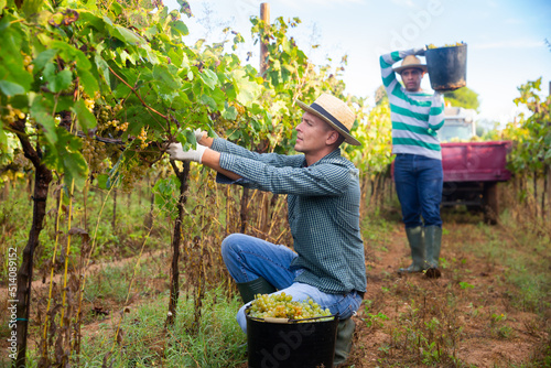 Confident male farmer harvesting ripe bunches of white grapes in sunny vineyard. © JackF