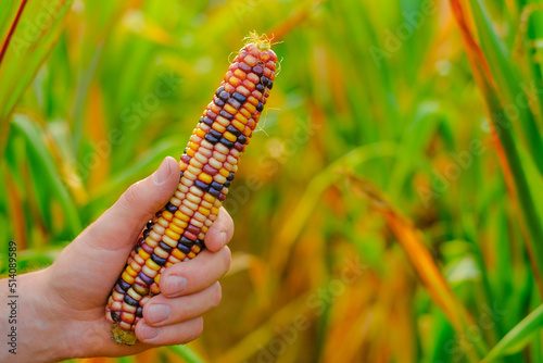 Colored corn cobs.Multicolored corn in male hands on a cornfield blurred background.corn cobs different colors.Farming bio vegetables. Autumn harvest of corn.