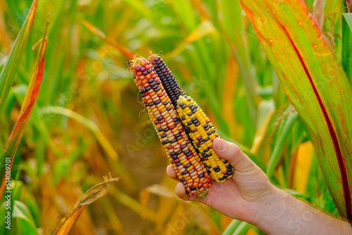 colorful corn .farmer in a corn field harvests. Checking corn for ripeness. Corn cobs of different colors.Food and food security  photo