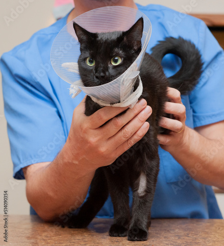 Veterinarian putting cone of shame on black cat