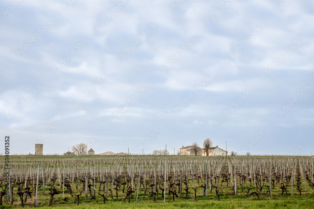 Selective blur on a vineyard rows of grape trees producing red wine during afternoon in winter, taken in Montagne Saint Emilion, in bordeaux vineyard, one of the main French wine producers.....