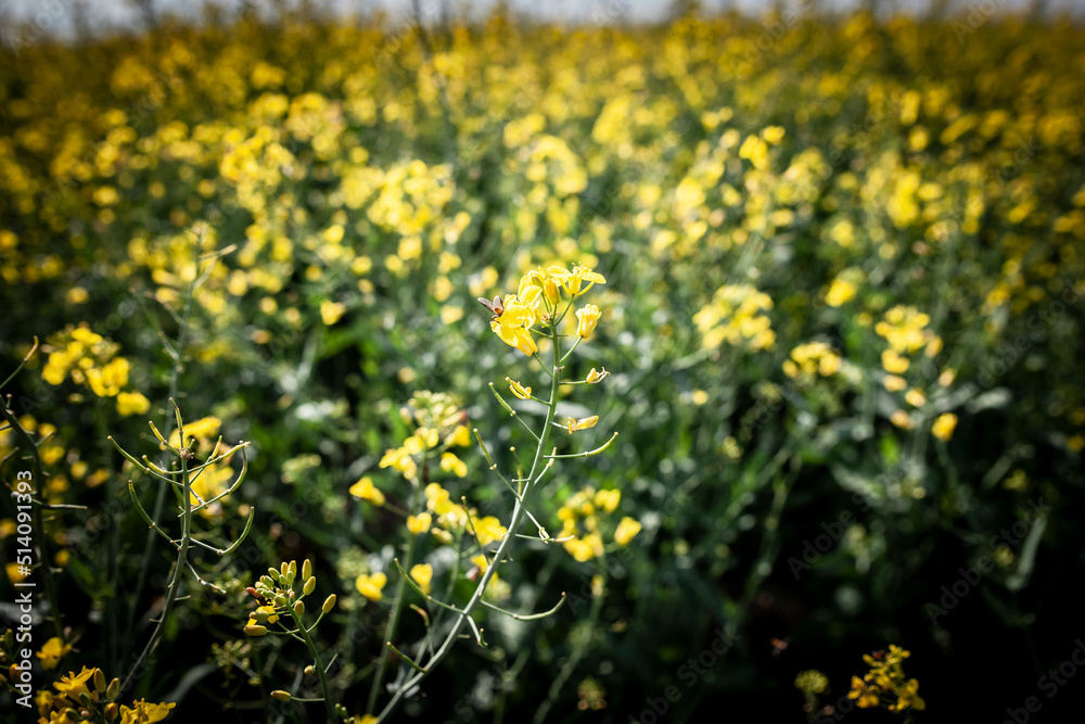 Selective focus on a yellow flower, a rapeseed flower blossoming in spring. Also called brassica napus or canola, it's a plant cultivated for its oil. ....