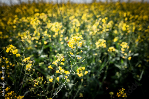 Selective focus on a yellow flower, a rapeseed flower blossoming in spring. Also called brassica napus or canola, it's a plant cultivated for its oil. ....