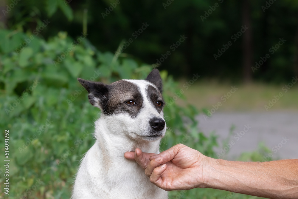 A human hand caresses a cute stray dog in a summer park. A human hand caresses a cute stray dog in a summer park.