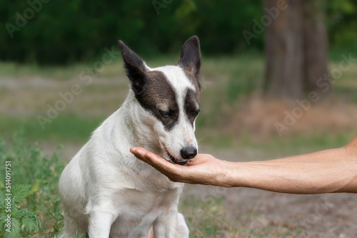 A stray hungry dog eats food from the hands of a man in the park.Help homeless animals.