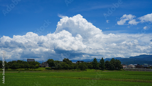 もくもくした入道雲と夏空がひろがる米処新潟県の６月の風景