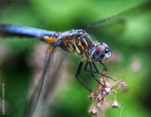 Blue dragonfly on a leaf macro