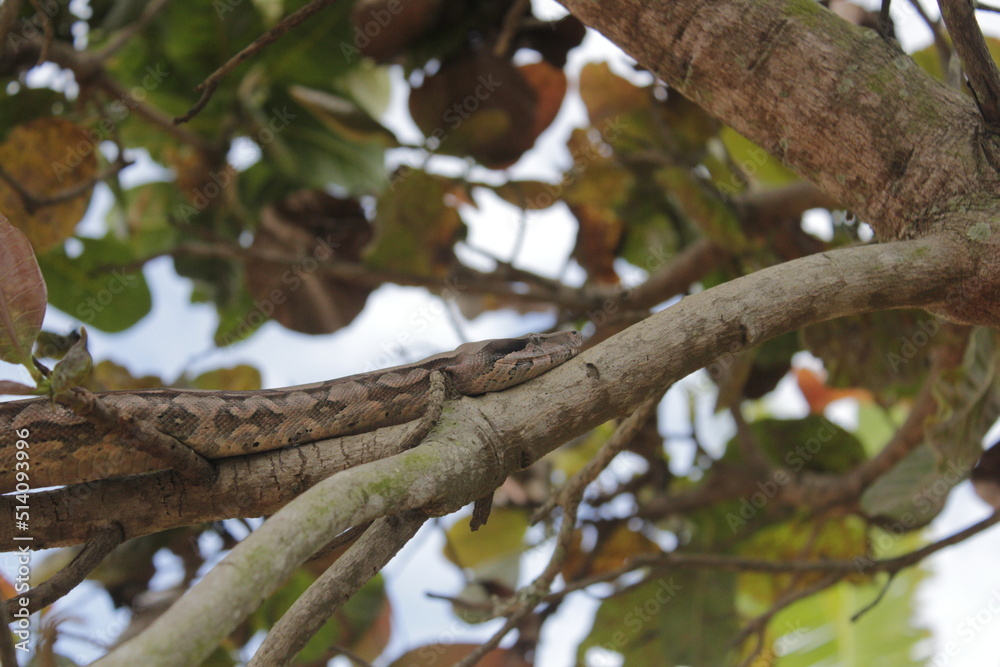 Snake on tree, cobra sucuri na arvore, south America Pyton 3 Snake on tree, cobra sucuri na arvore, south America Pyton 3