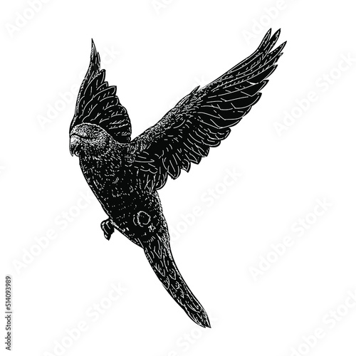 parakeet hand drawing vector illustration isolated on background