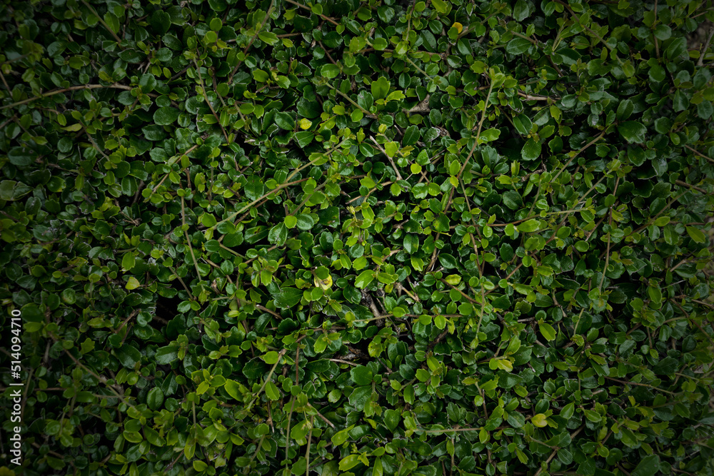 Fototapeta premium fresh green leave background texture. nature background.
