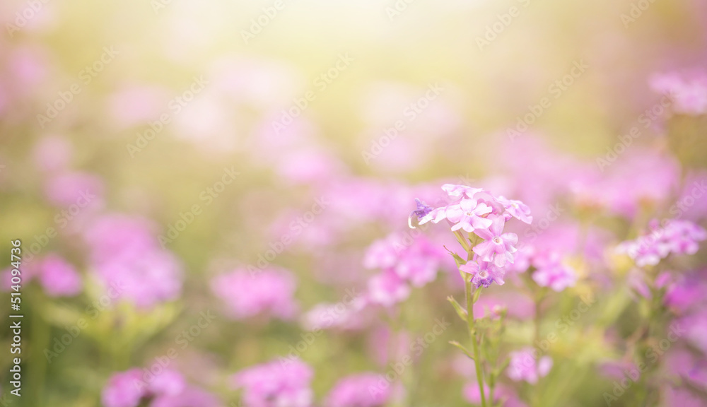 beautiful pink flower field in the garden with blurry background and soft sunlight for horizontal floral poster. Close up flowers blooming on softness style in spring summer under sunrise beautiful pink flower field in the garden with blurry background and soft sunlight for horizontal floral poster. Close up flowers blooming on softness style in spring summer under sunrise
