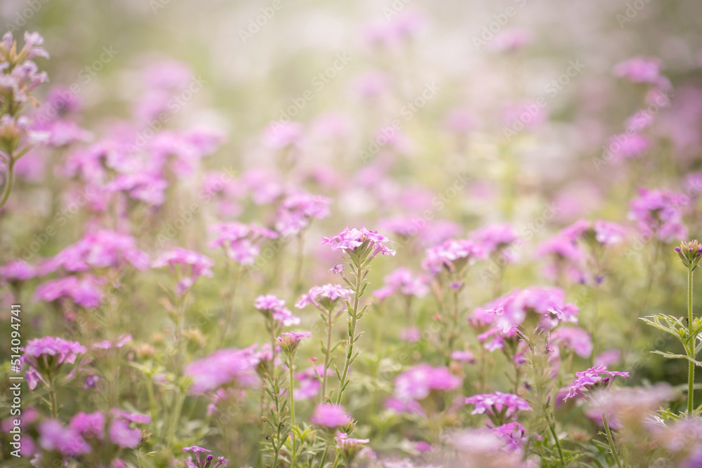 beautiful pink flower field in the garden with blurry background and soft sunlight for horizontal floral poster. Close up flowers blooming on softness style in spring summer under sunrise