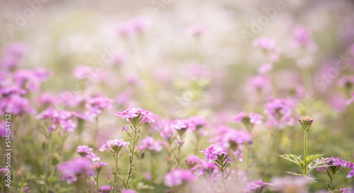 beautiful pink flower field in the garden with blurry background and soft sunlight for horizontal floral poster. Close up flowers blooming on softness style in spring summer under sunrise