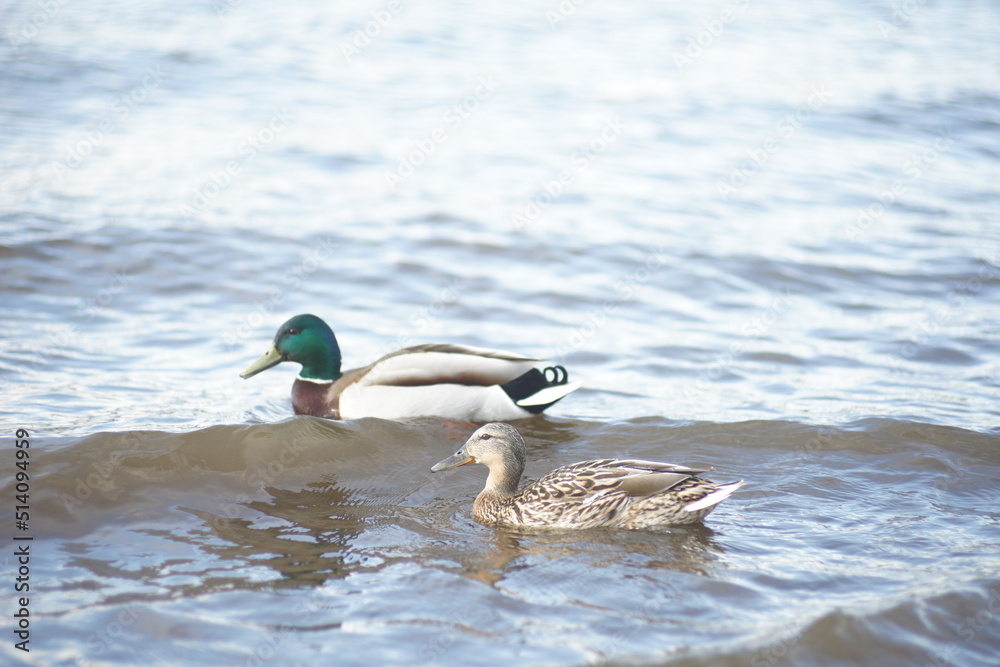 Obraz premium Full-color horizontal photo. Mallard ducks survive in cold windy weather in a large water area.