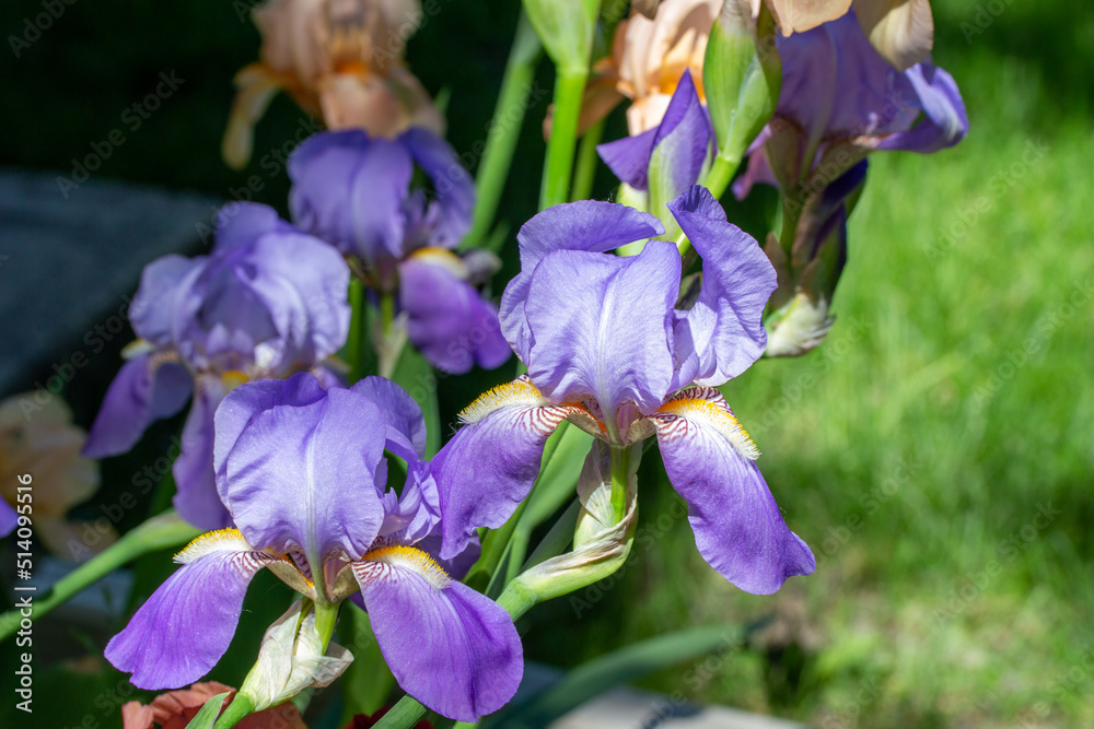 Close up garden view of pink and violet blue color bearded iris flowers (iris germanica) with defocused background