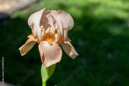 Close up outdoor view of a solitary salmon pink color bearded iris flower (iris germanica) with defocused background