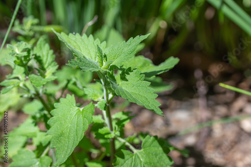 Close up outdoor view of a catnip herb plant (nepeta cataria) emerging in a perennial garden photo