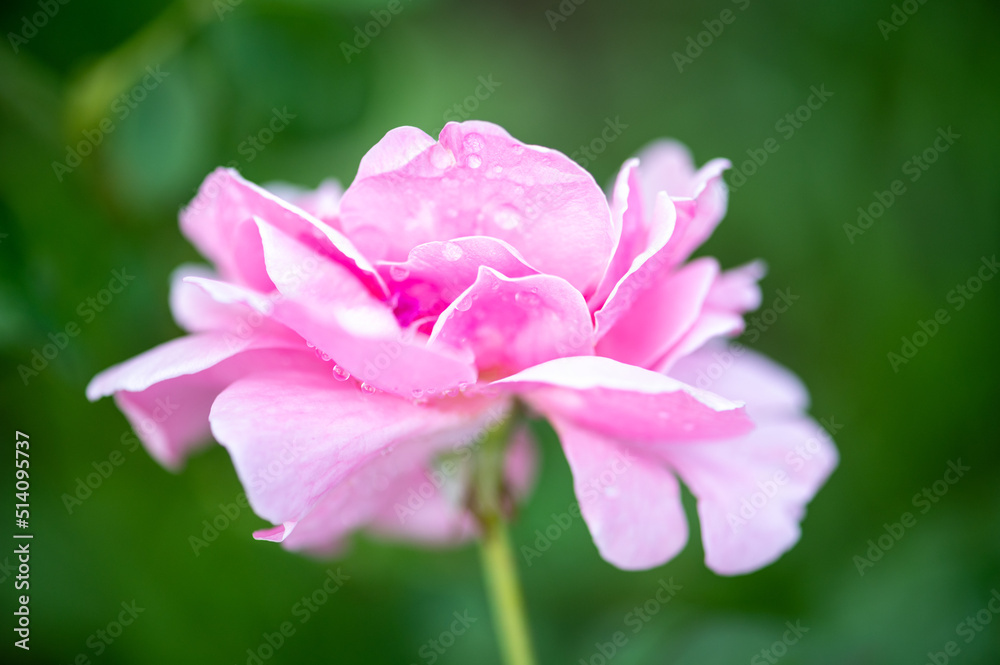 David Austin English Rose Bishop's Castle , The flowers are a pure shade of rich rose pink that pales David Austin English Rose Bishop's Castle , The flowers are a pure shade of rich rose pink that pales