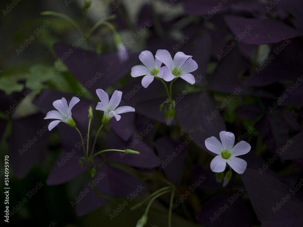 Purple Oxalis triangularis flower. Oxalis triangularis Purple Oxalis triangularis flower. Oxalis triangularis