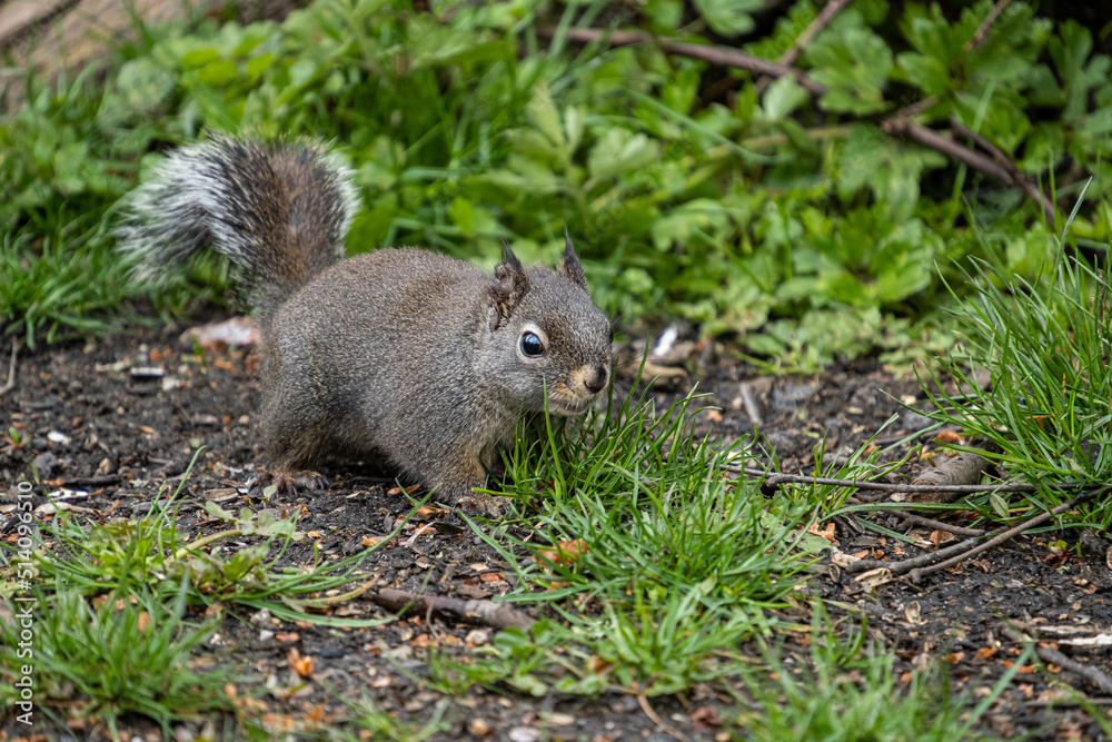close up of a cute Douglas squirrel resting on the green grass field in the park close up of a cute Douglas squirrel resting on the green grass field in the park