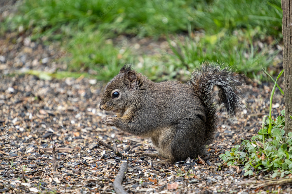 close up of a cute Douglas squirrel eating the seeds on the ground close up of a cute Douglas squirrel eating the seeds on the ground