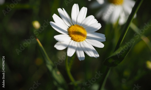 Daisy in the sun  white and yellow and and green color  the head of a flower through which passes a shadow and green grass  wallpaper with a floral look  wallpaper  nature  atmospheric delicate herb