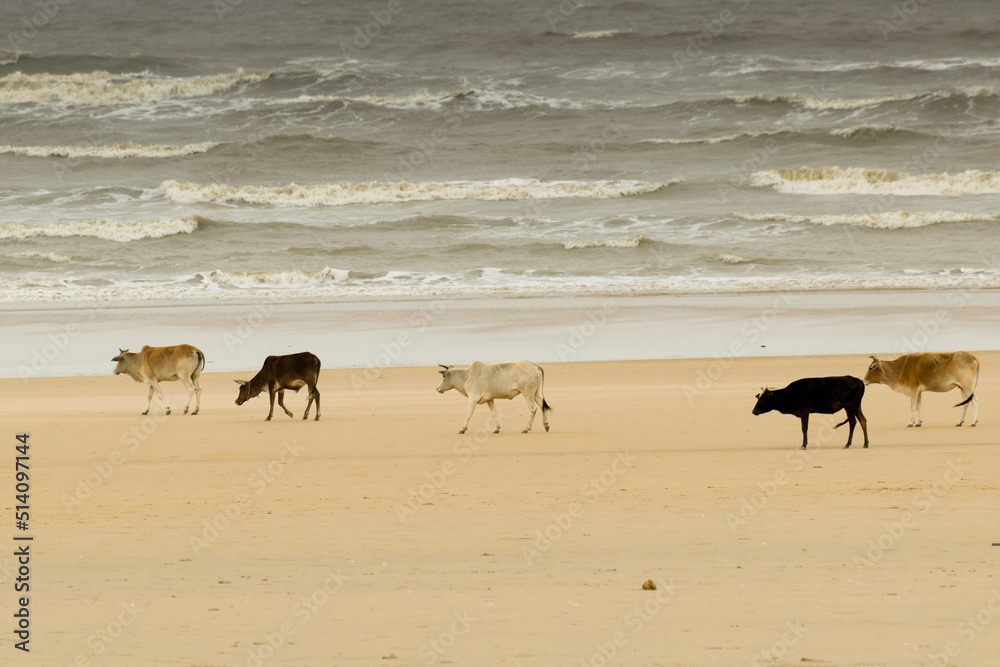 Tajpur sea beach - bay of Bengal, India. View of cows roaming on beach sand with bay of Bengal in the background.