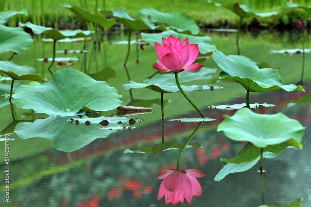 Blossoming lotus flowers