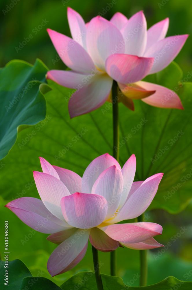 Blossoming lotus flowers Blossoming lotus flowers