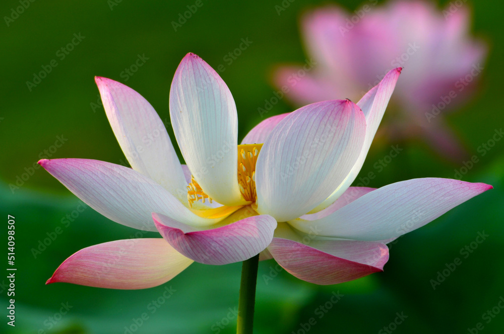 Blossoming lotus flowers Blossoming lotus flowers