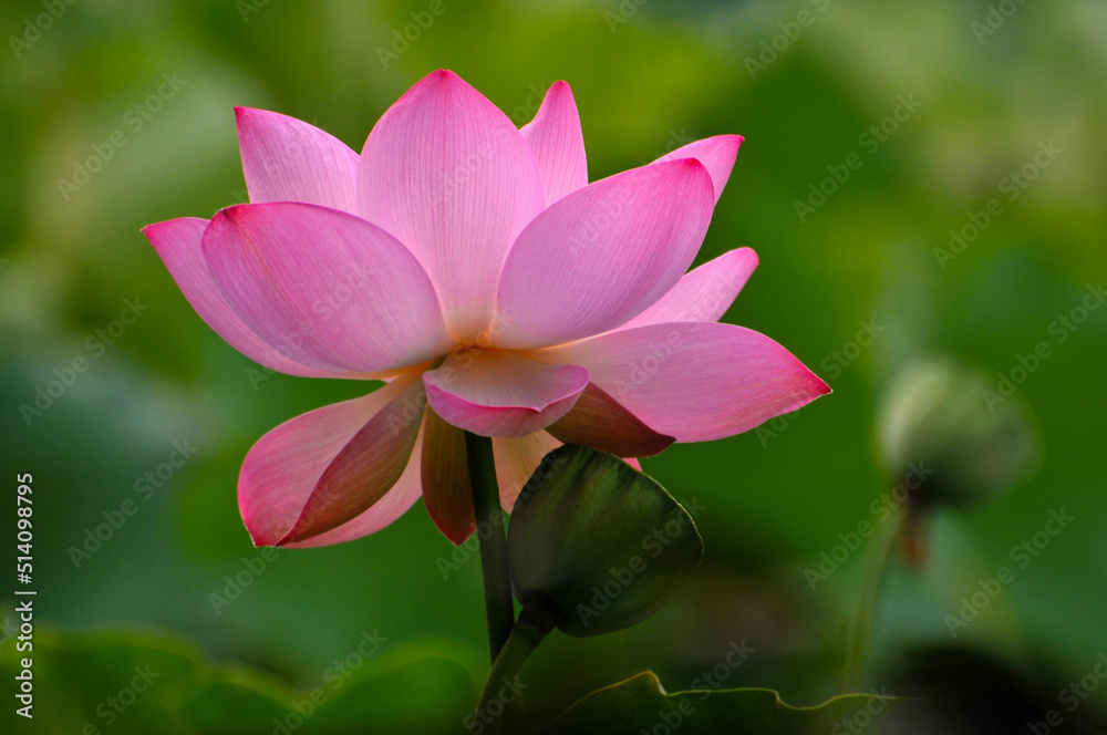 Blossoming lotus flowers