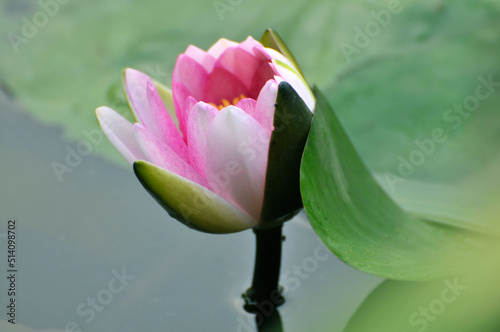 Blossoming waterlily flowers