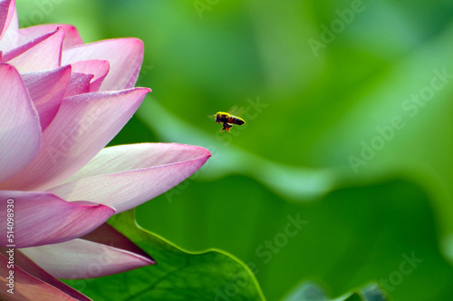 Blossoming lotus flowers