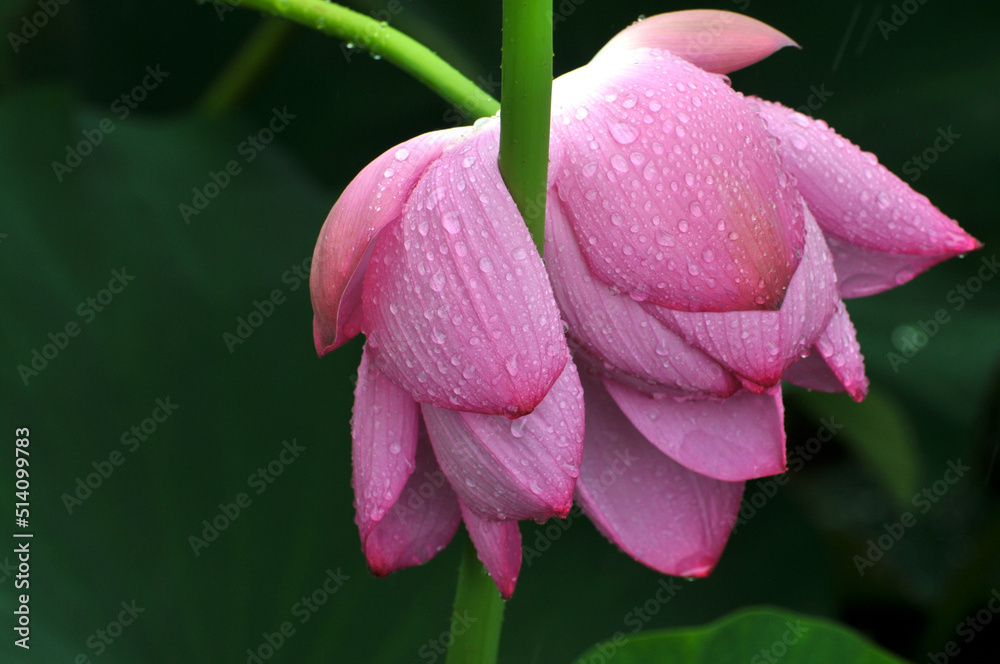 Fototapeta premium Blossoming lotus flowers