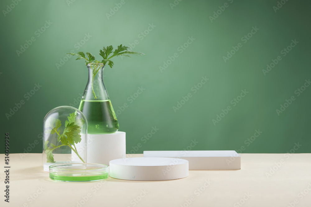 Front view of mugwort ( artemesia vulgaris ) decorated in petri dish glassware white poodium cosmetic jar and green background