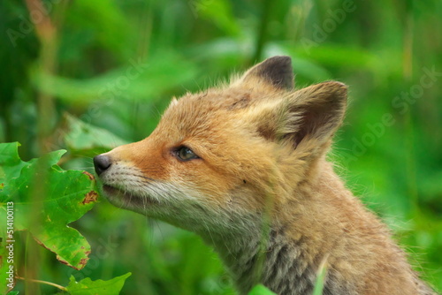 キタキツネの子