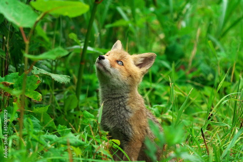 キタキツネの子