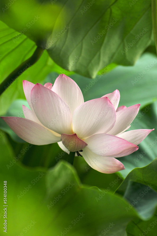 Fototapeta premium Blossoming lotus flowers